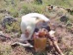 bangkai-sapi-curian-Situbondo.jpg
