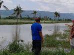 banjir-gagalkan-panen-di-Situbondo.jpg