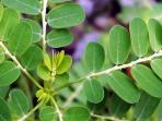 daun-kelor_20160427_175307.jpg