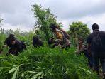 ganja-semeru-ok.jpg