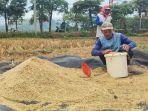 Keringkan Padi Pasca Panen, Petani Trenggalek Ingin Nikmati Harga Gabah Kering Giling Rp 800 Ribu
