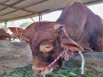 inseminasi-buatan-hewan-ternak-sapi-di-Lumajang-mendapat-peringkat-ketiga.jpg