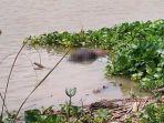 jasad-pria-misterius-mengapung-di-Sungai-Bengawan-Solo-Gresik.jpg