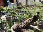keindahan-kampung-bonsai-di-jember.jpg