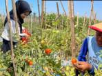ongkos-perawatan-dan-pemetikan-tidak-tertutup-dari-hasil-penjualan.jpg