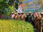 panen-padi-di-Bangkalan-kurang.jpg