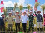 panen-padi-raya-di-Kab-Pasuruan.jpg