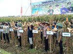 panen-raya-jagung-di-Tulungagung-Jawa-Timur.jpg