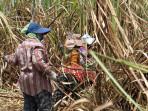 para-ibu-penebang-tebu-di-Magetan-Jatim.jpg