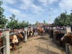 pasar-hewan-Ponorogo-pindah-5.jpg