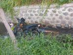 Warga Kedungdowo Situbondo Dihebohkan Penemuan Mayat Pria di Sungai