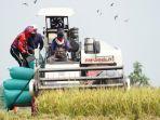 petani-Kediri-kembali-bertanam-padi.jpg