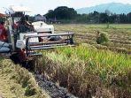 Bulog Cabang Tulungagung Tegaskan Beli Gabah Petani Rp 6.500 per Kg, Akses Lewat Babinsa dan PPL