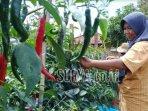 petani-di-pamekasan-saat-memetik-cabai-merah-besar.jpg