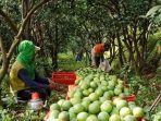 petani-jeruk-di-kecamatan-dau-kabupaten-malang.jpg