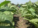 petani-tembakau-di-Probolinggo-982023.jpg