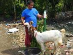 peternak-kambing-bangkalan-bagi-tips-lawan-pmk.jpg
