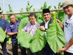 petik-perdana-daun-tembakau-ptpn-x.jpg