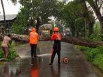 pohon-tumbang-di-14-kecamatan-Jember.jpg