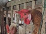 Produksi Ayam di Trenggalek Meledak, Hasil Semester Pertama 2025 Samai Capaian Sepanjang 2024