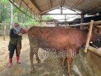 program-SMS-PISAN-Sapi-Manak-Setahun-Sepisan.jpg