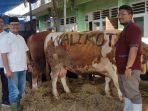 sapi-hewan-kurban-dari-Wali-Kota-Surabaya-Eri-Cahyadi.jpg