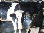 sapi-perah-di-Kecamatan-Pagerwojo-Tulungagung-472022.jpg