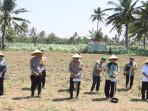 tanam-jagung-Bondowoso-IV.jpg