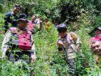 tanaman-ganja-di-Lereng-Semeru-Lumajang-Jawa-Timur-3102024.jpg