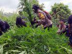 tanaman-ganja-di-lereng-Gunung-Semeru-Lumajang-Jawa-Timur.jpg