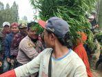 temuan-puluhan-ribun-pohon-ganja-di-lereng-Gunung-Semeru-Lumajang.jpg