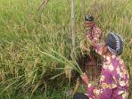 Warga Desa Ngrendeng Tulungagung Gelar Tradisi Methik, Penanda Mulai Masa Panen Padi