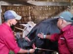 vaksinasi-sapi-di-Probolinggo.jpg
