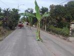 warga-Lumajang-tanam-pohon-pisang-di-tengah-jalan-rusak.jpg