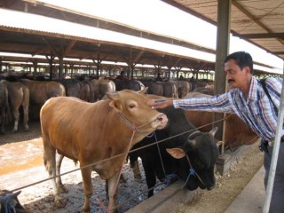 Sapi Lokal Menjadi Berkah Bagi Masyarakat (1) - Surya.co.id