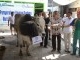 Bank Mutiara Serahkan Sapi Kurban