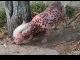 babi_berkepala_anjing.jpg