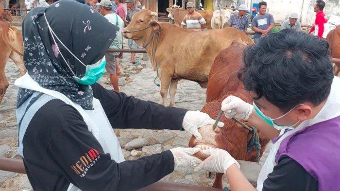 DKPP Kediri Fokus Maksimalkan Pengobatan Ternak Terinfeksi PMK Saat Pasar Hewan Tutup