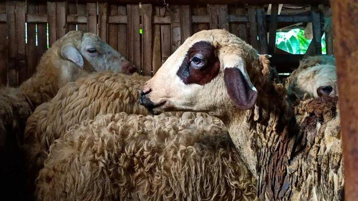 Serangan Virus PMK Meluas, 7 Domba di Lumajang Terpapar PMK