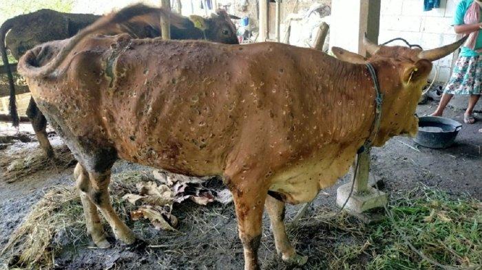 Puluhan Ternak Sapi Terjangkit Penyakit Hewan Menular LSD di 13 Kecamatan Kabupaten Mojokerto