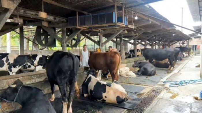 DAFTAR 30 Kabupaten-Kota di Jatim Diserang PMK, Termasuk Peternak Sapi di Malang Raya