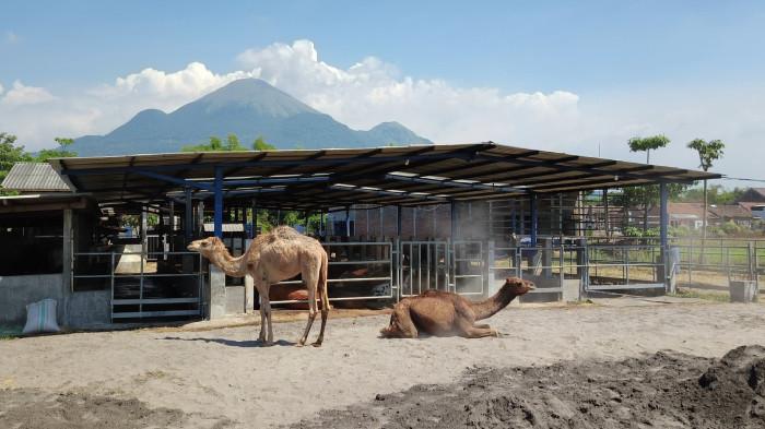 PETERNAKAN UNTA MOJOKERTO - Beberapa unta di kawasan peternakan Berkah Wafa Fram (BWF) di Dusun Dateng,  Desa Watesnogoro, Ngoro, Kabupaten Mojokerto, (Jatim), Rabu (13/5/2026). Wisatawan berdatangan ingin melihat unta di peternakan tersebut.