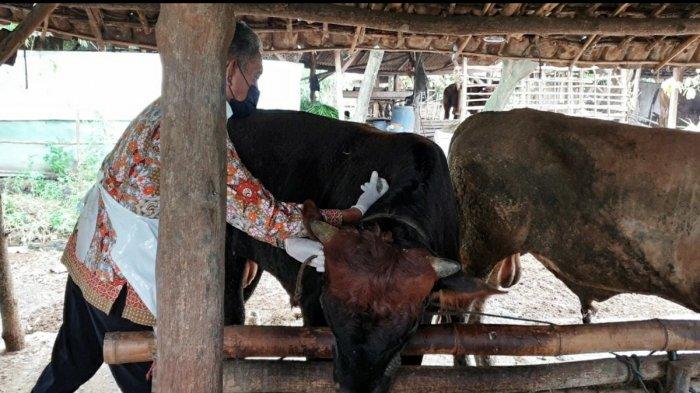 1.076 Ternak Sapi di Mojokerto Terpapar Penyakit PMK, 14 Ekor Sapi Mati