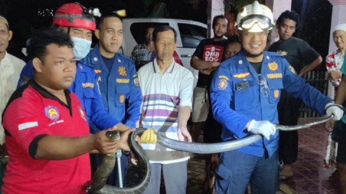Biawak dan King Cobra Sepanjang 2,5 Meter Masuk ke Rumah Warga Trenggalek