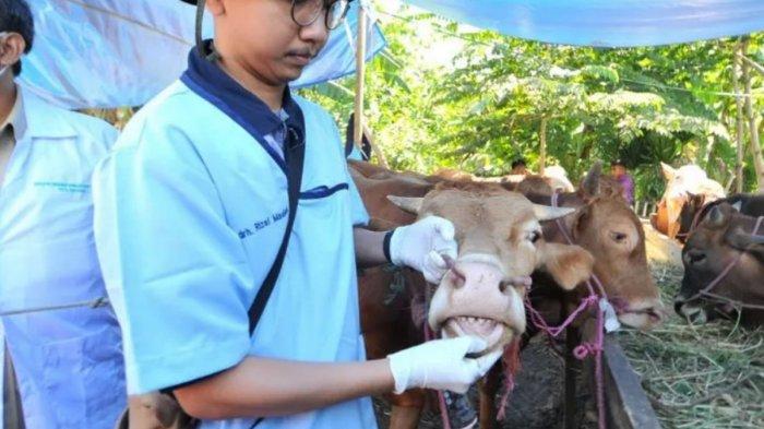 Ribuan Ternak di Jatim Diduga Tertular Penyakit Mulut dan Kuku, Surabaya Perketat Distribusi Ternak