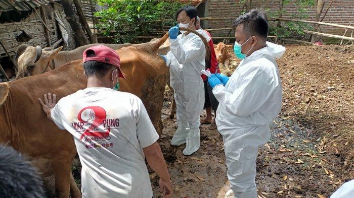 408 Ekor Sapi Tertular Penyakit Mulut dan Kuku, Pasar Hewan di Mojokerto Ditutup Satu Bulan