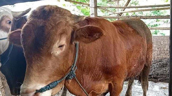 LSD di Ponorogo Meluas, Sebanyak 49 Sapi Terjangkit