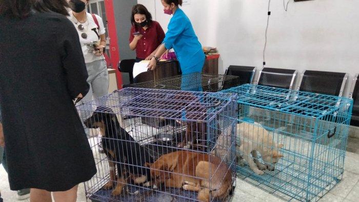 Dog Lovers Yayasan Animal Hope Shelter Indonesia Selamatkan Empat Anjing dari Rumah Jagal