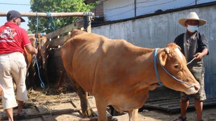 Ada Wabah PMK, Pedagang Keluhkan Harga Sapi di Pasar Hewan Dimoro Kota Blitar Ikut Turun