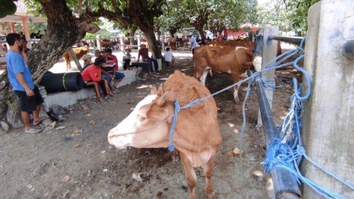 Harga Sapi di Kota Batu Belum Stabil Akibat PMK